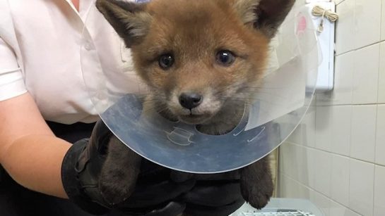 RSPCA Hollingworth Lake move