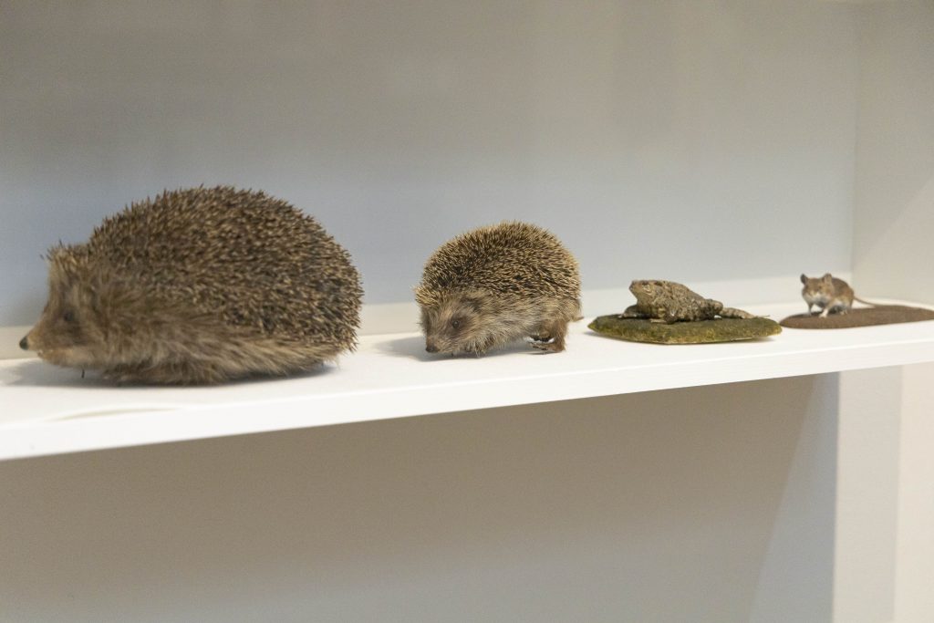 What's Changed? 53. Selection of taxidermy, date unknown