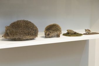 What's Changed? 53. Selection of taxidermy, date unknown