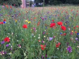 Local biodiversity projects receive donations from sales of knitted bees: Rochdale In Bloom